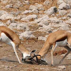comp Namibia 09 12044