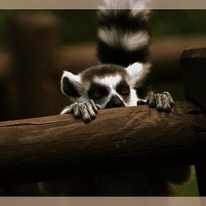 Serengetipark