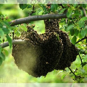 Bienen in Herzform