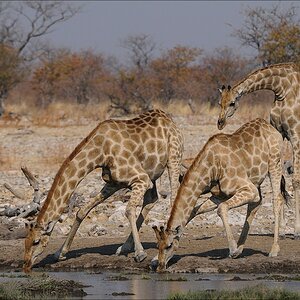 comp Namibia 09 16420