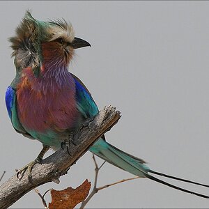 comp Namibia 09 15826