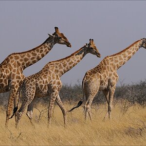 comp Namibia 09 15538