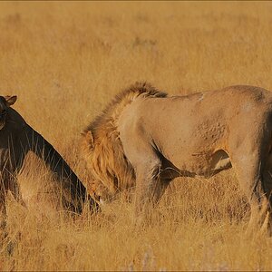 comp Namibia 09 19572