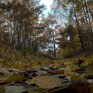 2009 10 31 Teufelsberg Weg voll Laub