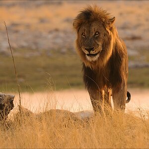 comp Namibia 09 27882