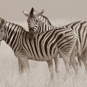 Zebras1024