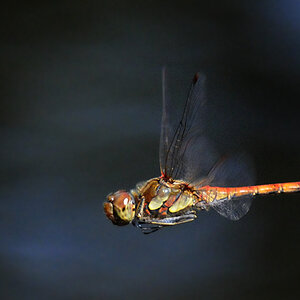 Libelle im Flug
