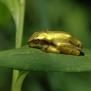 Verzauberter Frosch