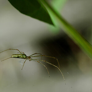 schwebende Spinne