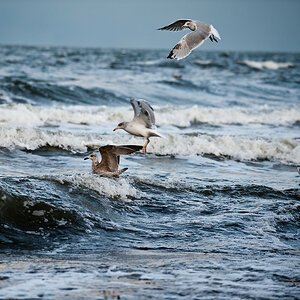 20091017 3102 [NIKON D700]   200 mm  1 1000 Sek. bei ƒ   4,5