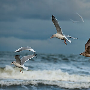 20091017 3116 [NIKON D700]   200 mm  1 1000 Sek. bei ƒ   4,5