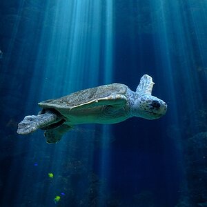WasserSchildkröte