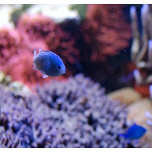 Aquarium