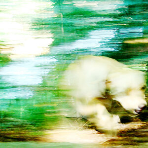 sam in-the-wood