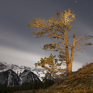 Lichtmalen Baum