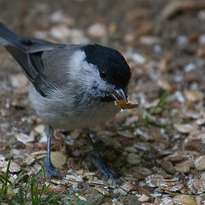 DSC 6478 Kopie crop