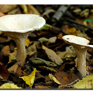 Pilz mit Fliege FF