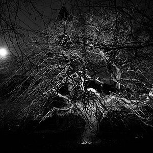 Baum DSC 0355