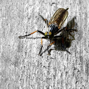 Stechfliege ColorKey