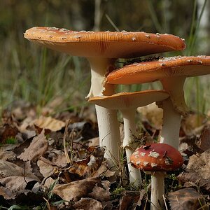 comp2 Pilze 154aneu