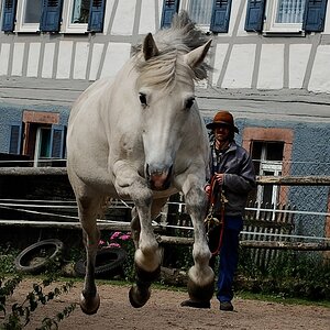 hüpfer