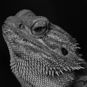 comp DSC 4645