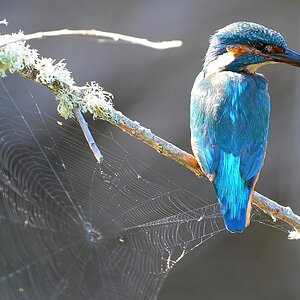 Eisvogel 004