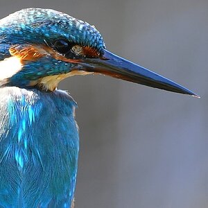 Eisvogel 004 crop