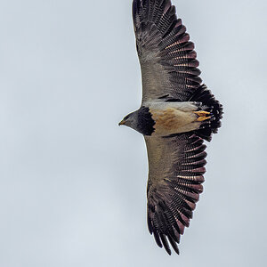 Andenbussard Argentinien.jpg