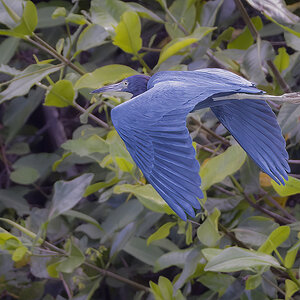 Blaureiher Costa Rica.jpg