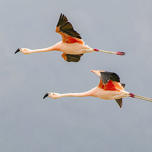 Chileflamingo Chile.jpg