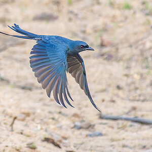 Königsdrongo Indien.jpg