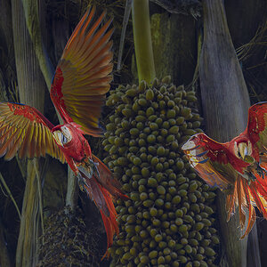 Scharlachara Costa Rica.jpg