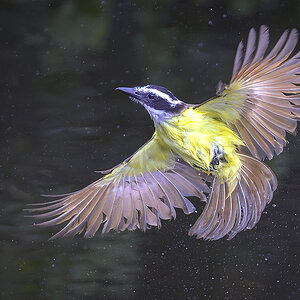 Schwefelmaskentyrann Costa Rica.jpg