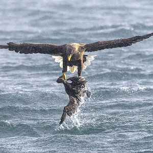 Weißbauchseeadler Schottland 1.jpg