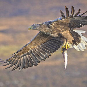 Weißbauchseeadler Schottland 2.jpg