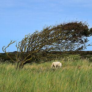 LOKKEN Jammerbucht Dünen Baum