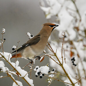 NZ9_1806Seidenschwanz im Schnee_IA_1_2026.jpg