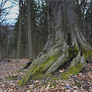 DZ7_0330.jpg