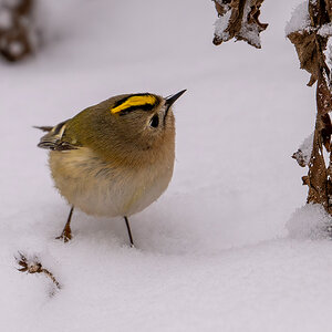 DSC_7756.jpg