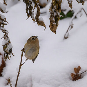 DSC_7938.jpg
