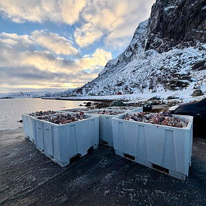 260205 Lofoten NF-F-8.jpg