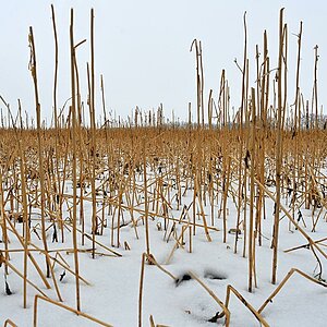 zwischenfrucht 2.jpg