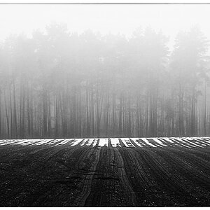 Am Waldrand_BW.jpg