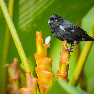 2026-02-16 027 Thick-billed Seed-finch.jpg