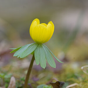 Frühblüher_Winterling_Z810545_11x13.jpg