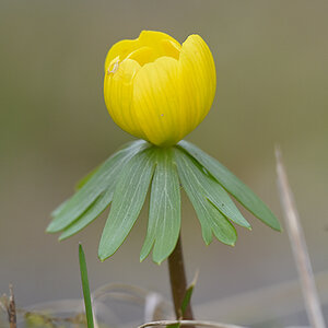 Frühblüher_Winterling_Z810546_8x13.jpg