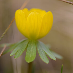 Frühblüher_Winterling_Z810551_13x13.jpg