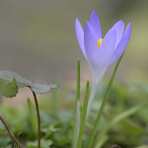 Frühblüher_Krokus_Z810541_20x13.jpg