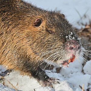 Nutria 4.jpg